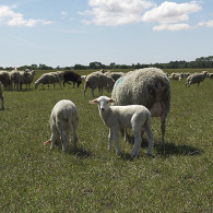 Knuthenlund Lamm Knuthenlund Lamm